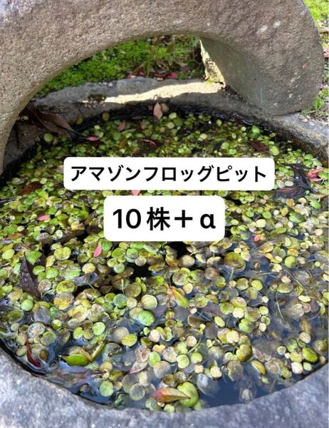 冬越し アマゾンフロッグピット 10株+α