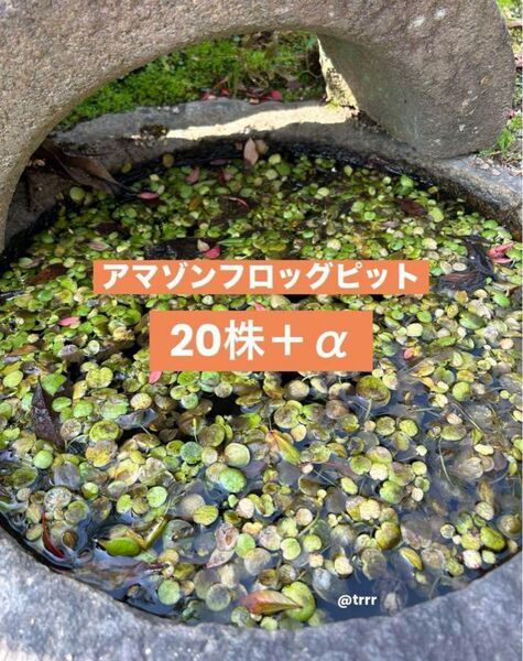 冬越し アマゾンフロッグピット 20株+α