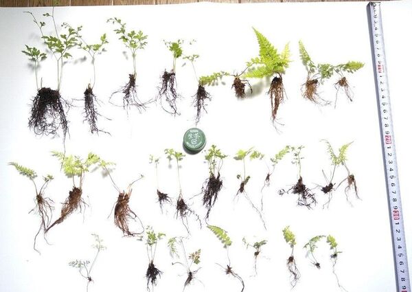 ミニシダ詰合せ 抜き苗 /苔玉 苔リウム テラリウム パルダリウム 盆栽?