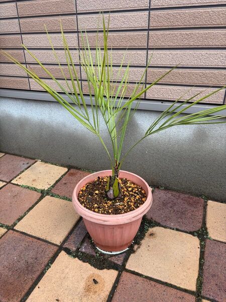 ココスヤシ 鉢植え