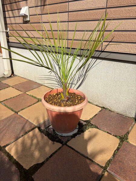 ココスヤシ 鉢植え