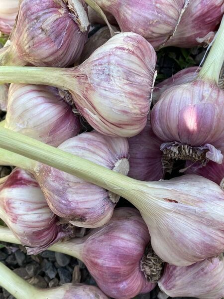 家庭菜園で収穫した無農薬ニンニク1キロ