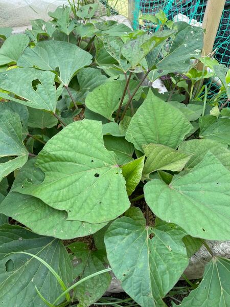 無農薬さつまいもの苗20本