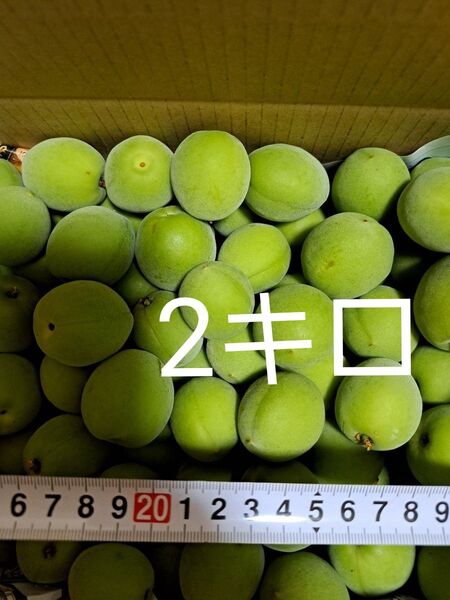 農薬不使用 青梅 段ボール込約2キロ 国産
