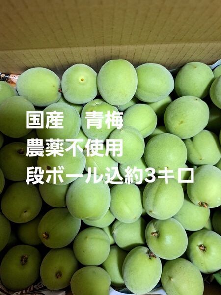 農薬不使用 青梅 段ボール込約3キロ 国産