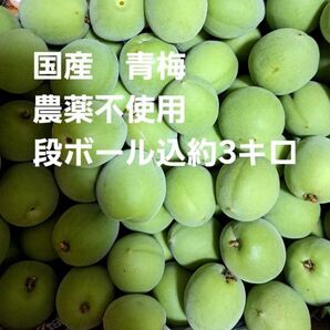 農薬不使用 青梅 段ボール込約3キロ 国産