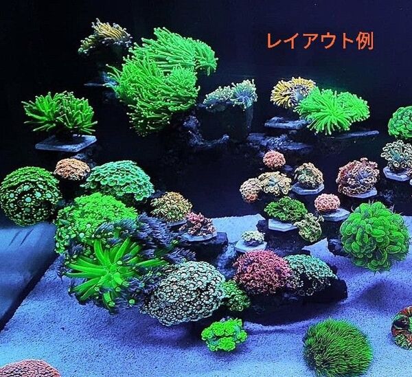 30㌢〜 バラ売り可能 1点物 本物 ライブロック 職人手作り 海水魚 サンゴ 背景 レイアウト デスロック フィギュア ラック