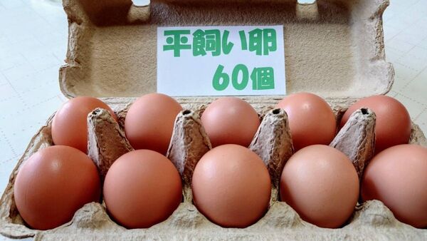 源さんの平飼い卵. M~2L60個10個入り6パック 朝採れ新鮮 養鶏家の鶏舎直送