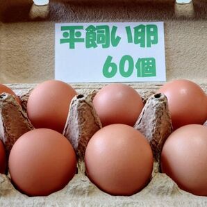 源さんの平飼い卵. M~2L60個10個入り6パック 朝採れ新鮮 養鶏家の鶏舎直送