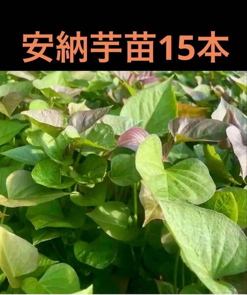 安納芋苗15本サツマイモ苗