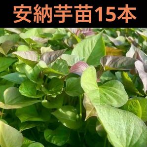 安納芋苗15本サツマイモ苗