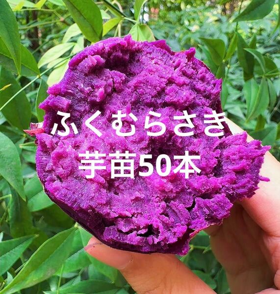 ふくむらさき苗50本サツマイモ苗