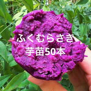 ふくむらさき苗50本サツマイモ苗