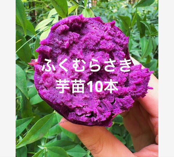 ふくむらさき芋苗10本サツマイモ苗