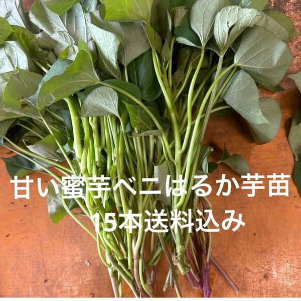 べにはるか芋苗15本サツマイモ苗