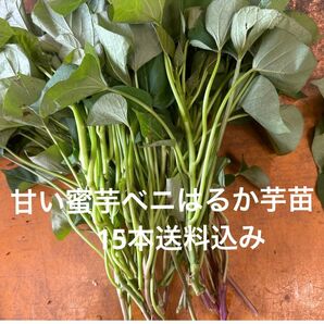 ベニはるか芋苗15本サツマイモ苗