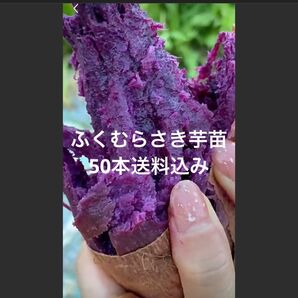ふくむらさき苗50本サツマイモ苗