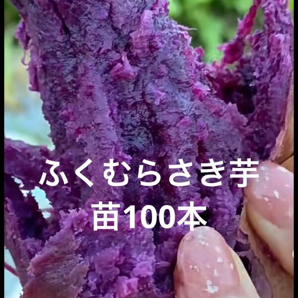 ふくむらさき芋苗100本サツマイモ苗