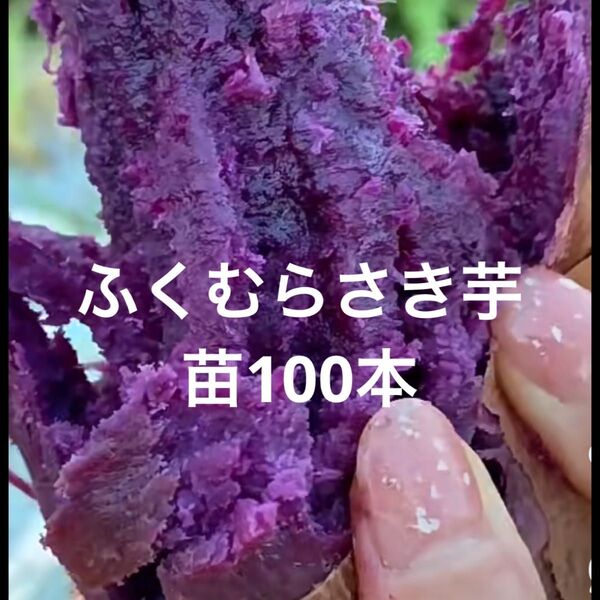 ふくむらさき芋苗100本サツマイモ苗