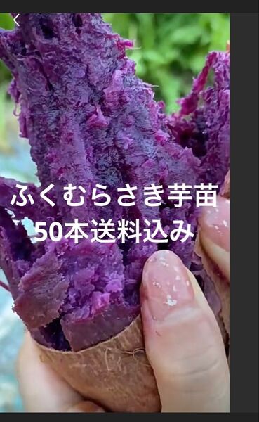 ふくむらさき苗50本サツマイモ苗