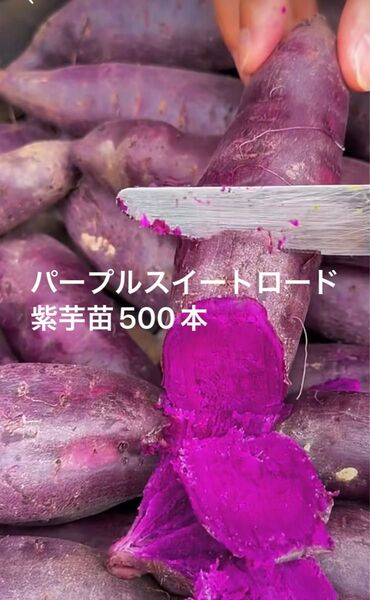 パープルスイート紫芋苗500本サツマイモ苗
