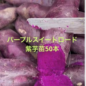 パープルスイート紫芋苗50本サツマイモ苗