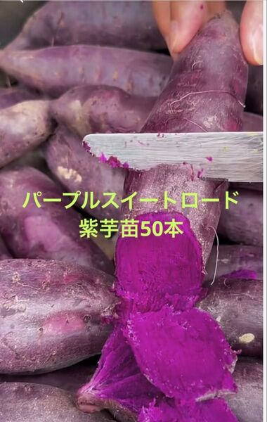 パープルスイート紫芋苗100本サツマイモ苗