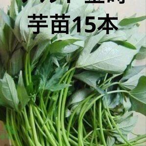 ナルト金時芋苗15本サツマイモ苗