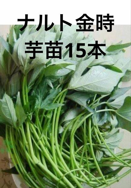 ナルト金時芋苗15本サツマイモ苗