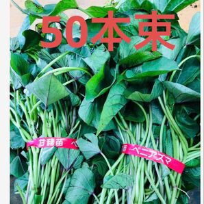 べにあずま芋苗50本サツマイモ苗