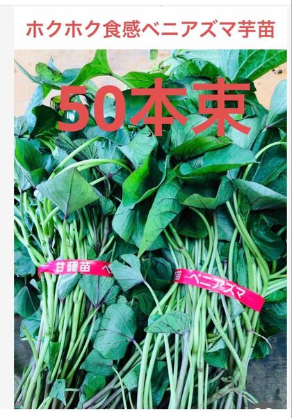 べにあずま芋苗50本サツマイモ苗