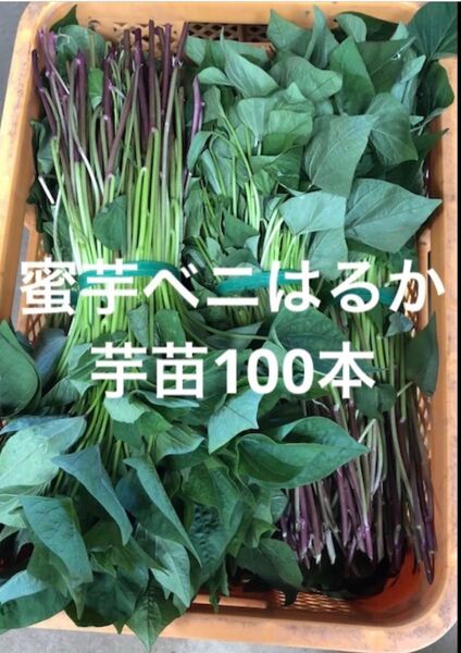 べにはるか芋苗100本サツマイモ苗