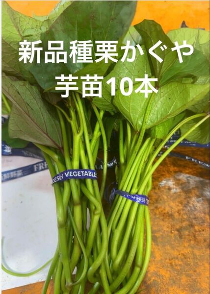 栗かぐや芋苗10本サツマイモ苗