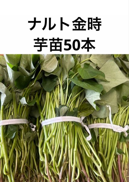 ナルト金時芋苗50本サツマイモ苗