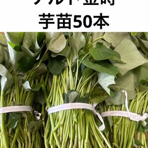ナルト金時芋苗50本サツマイモ苗