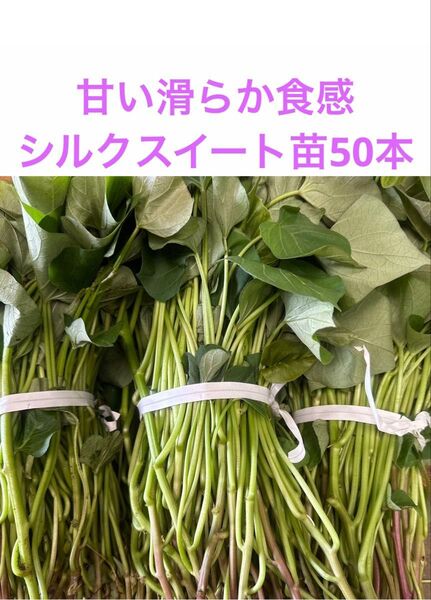 シルクスイート苗50本サツマイモ苗