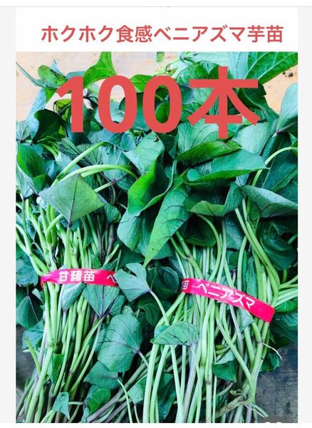 べにあずま芋苗100本サツマイモ苗