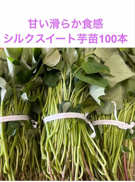 シルクスイート芋苗100本サツマイモ苗