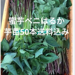 べにはるか芋苗50本サツマイモ苗