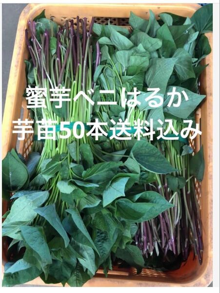 べにはるか芋苗50本サツマイモ苗
