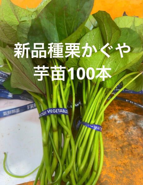 栗かぐや芋苗100本サツマイモ苗