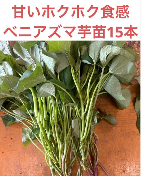 べにあずま芋苗15本サツマイモ苗