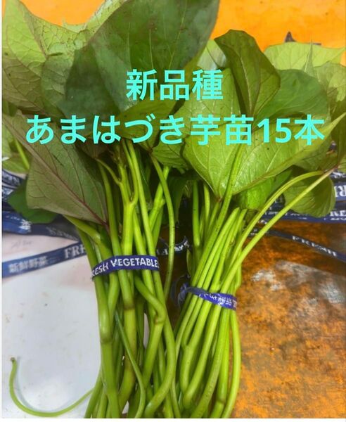 甘はづき苗15本サツマイモ苗