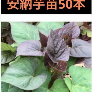 安納芋苗50本サツマイモ苗