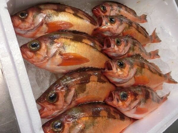 新潟県糸魚川産 新鮮な魚