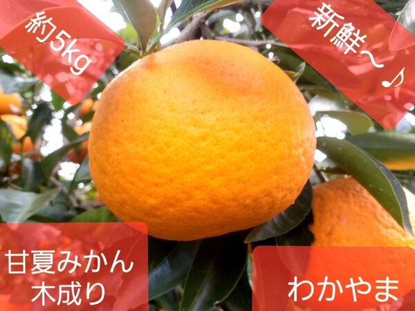 和歌山県産!甘夏みかん!甘なつ!あまなつ!約5キロ!低農薬、除草剤使用なし育ち!