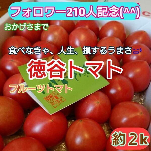 高知県産 徳谷トマト フルーツトマト 送料無料 約2kg