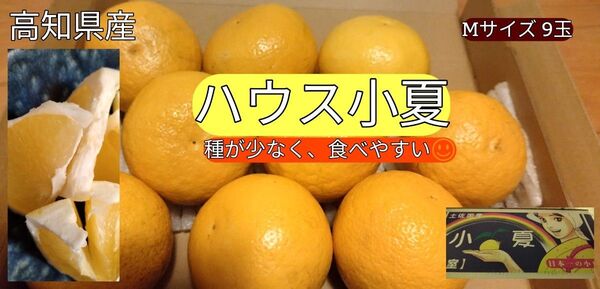 高知県土佐市産 高級ハウス小夏Mサイズ 約9個入り 送料無料 甘さ保証!