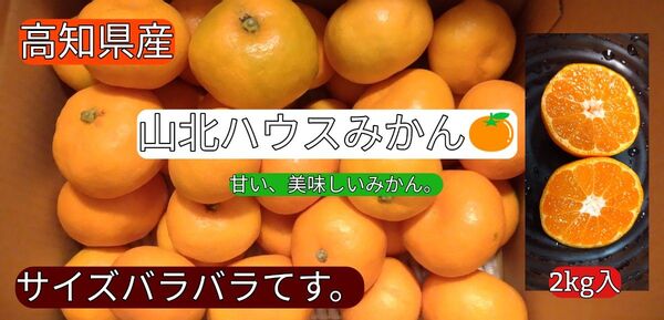 ◯高知県産 山北ハウスみかん 2kg 送料込 甘い!