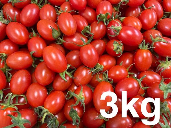 熊本産 アイコ 3kg